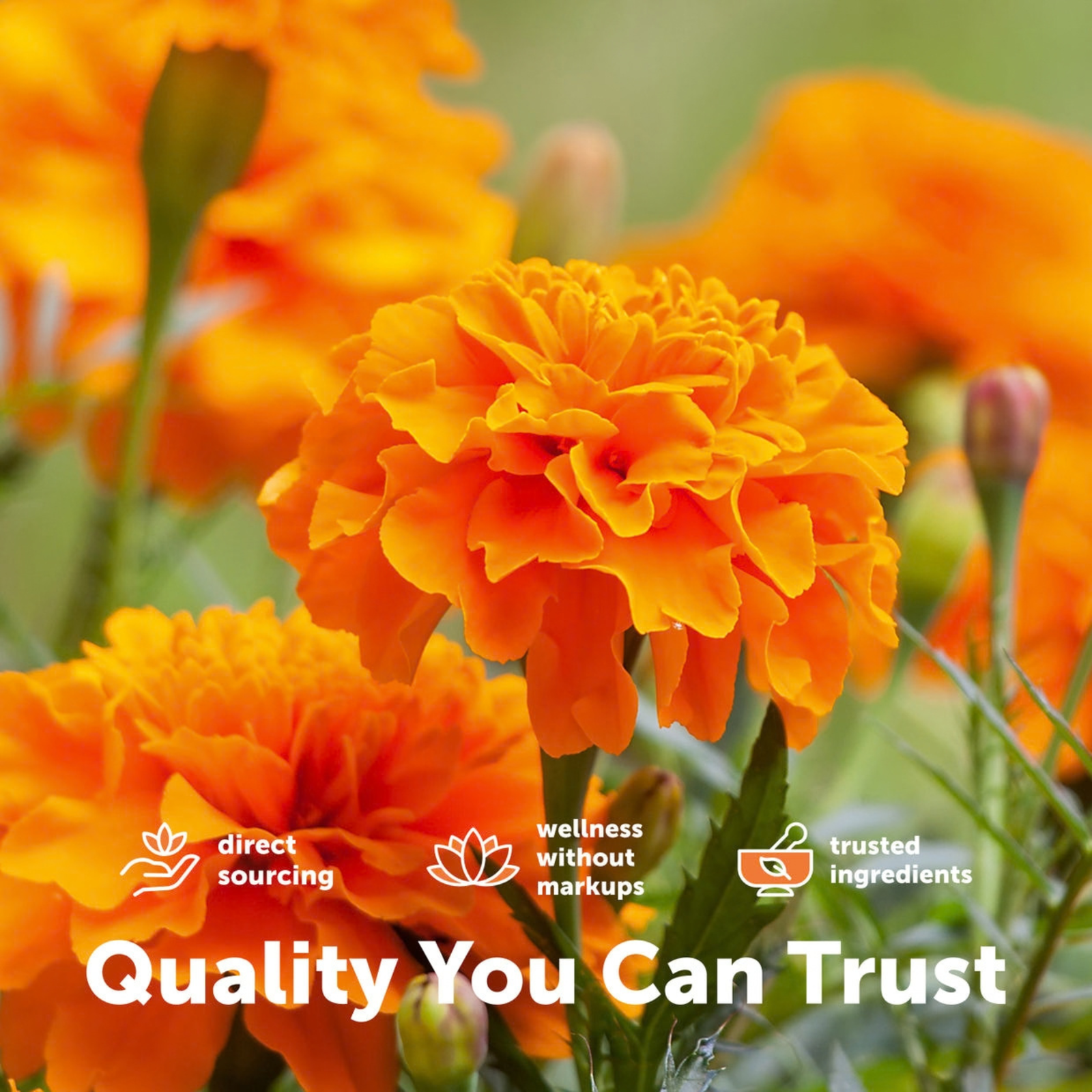 Rovera Lutein & Zeaxanthin Softgels